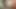 inculata