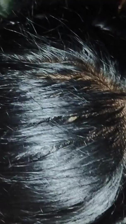 indiana | Clipe 1