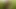 village nomita Spray on rice plants Bengali audio dirty