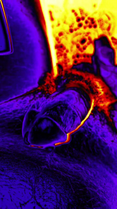 Heet kreunen en cumshot close-up
