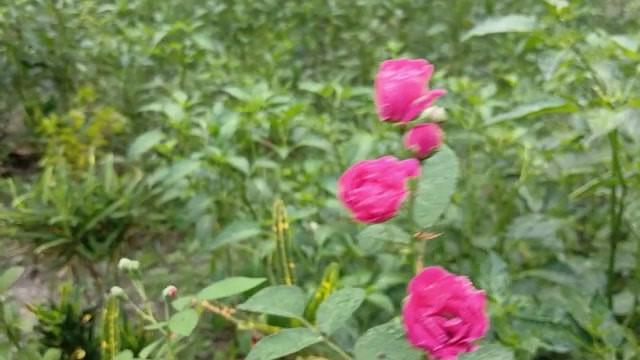 农村热辣男孩和女孩性爱故事孟加拉语