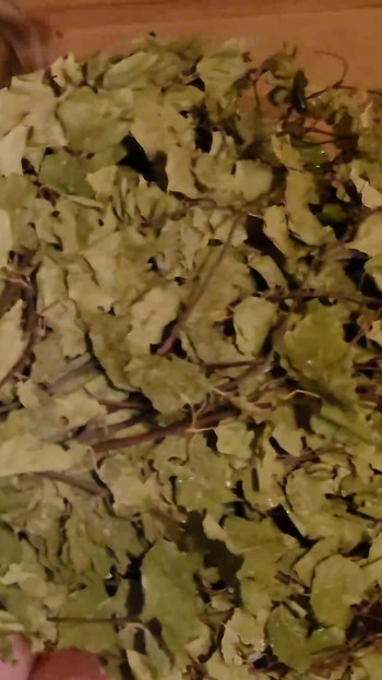 Jebao sam usta vruće plavuše s velikim sisama u sauni i udario je metlom