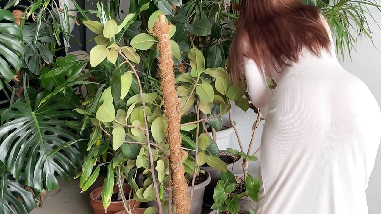 מנקה סקסית בשמלה שקופה