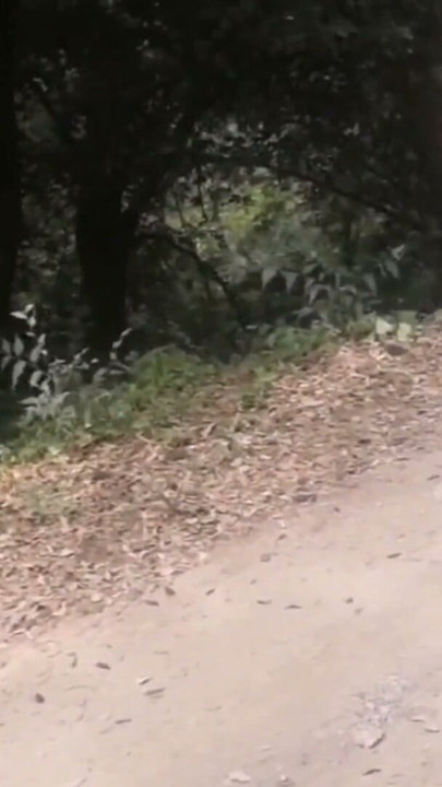 I find a really hot girl in the forest with a juicy big ass and i fuck her | Clip 1