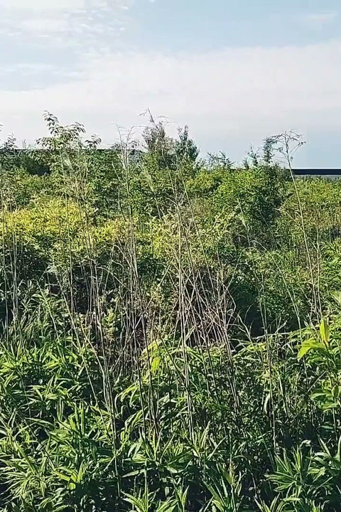 First Outdoor Summer Cum