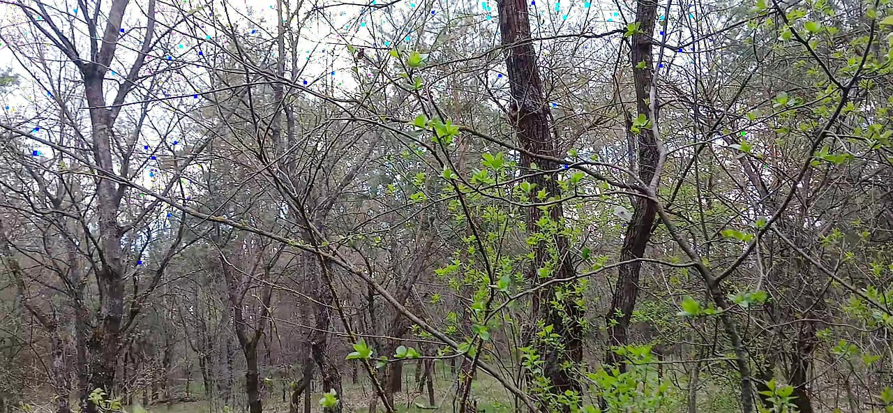 Eu faço xixi e fodo meu amante na boca na floresta para que minha esposa não nos pegue