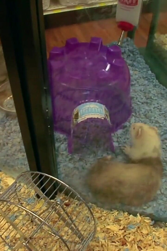 Amazing rack MILF fucks nice guy who buys hamster for stepson