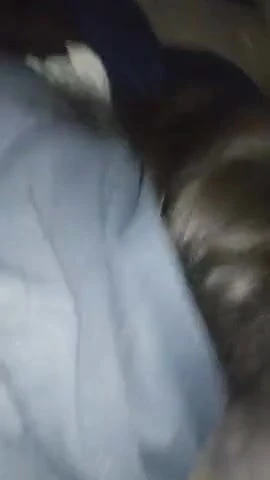 Ebony bounce