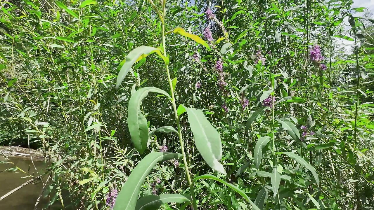 Wet Outdoor River Sex: POV Doggy, Cowgirl & Messy Belly Cumshot - Real Amateur Couple