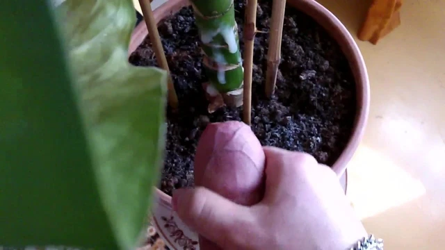 Camilla - my lovely houseplant