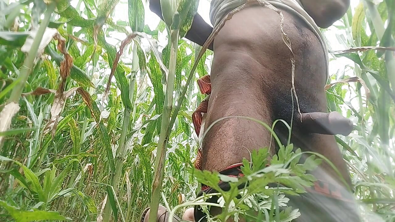 בלק הוק גדול בשדה התירס