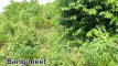 Pratinjau video