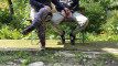 Pregled videozapisa