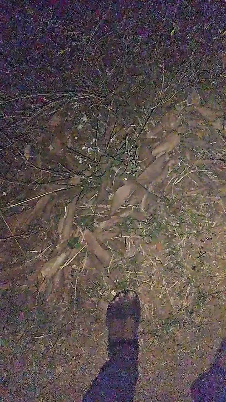 哥操我的阴茎滴在阴户里