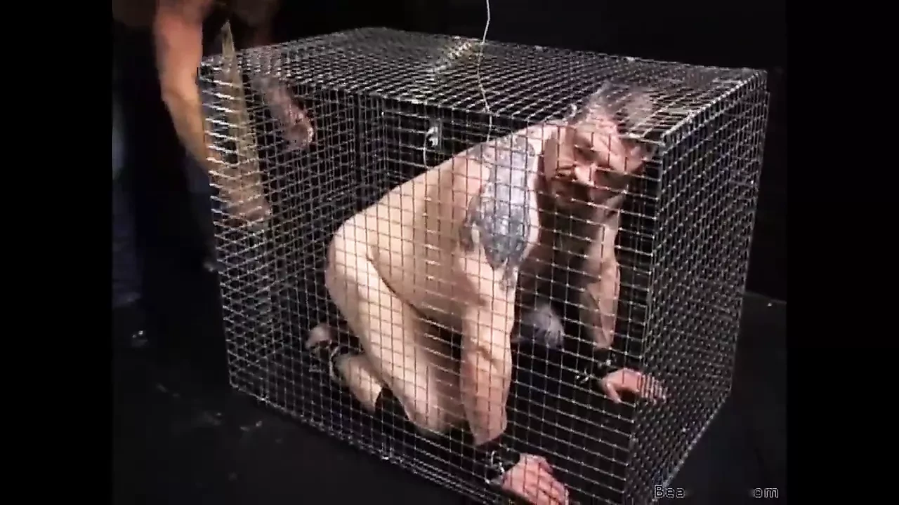 Interview With A Master – Bear, English, Blowjob, Anal Gay HD Porn | xHamster