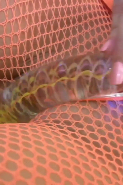 Brunette with sex toy is pleasing her pussy, all in fishnets
