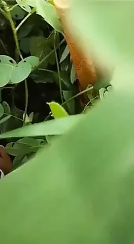 UP Outdoor Bhabhi ke sath Khet M Sex
