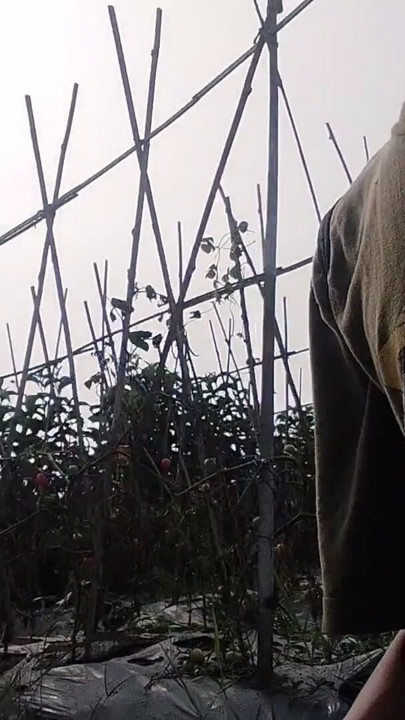 A young man's journey to the rice field where he is urinating again | Clip 1
