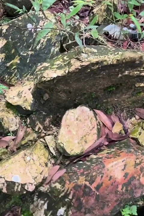Nepali Jungel Porn