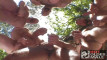 Pratonton Video