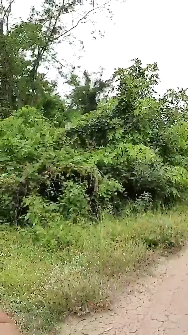 Uomo tailandese pompino e ingoio di sperma fuori (in bocca - 1&#39;32 &#39;&#39;)