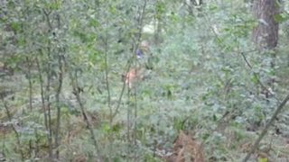 Dans une forêt avec un photographe