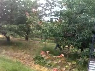 Polish peasant pulls apricots