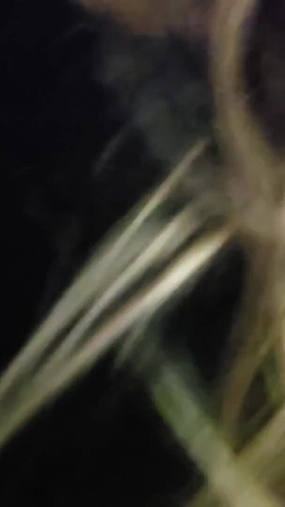 Real stepsis sneaked into my room just to suck out my sperm oral creampie | Clip 2