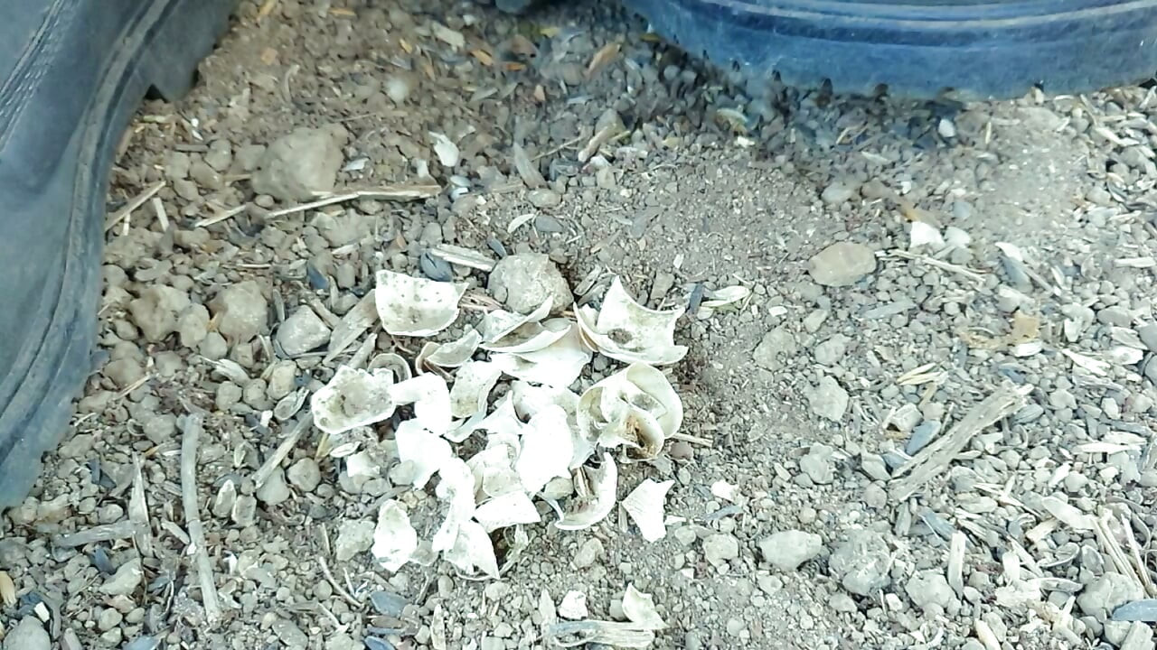 Jerk off and Cum After Empty Shells Are Crushed by Boots
