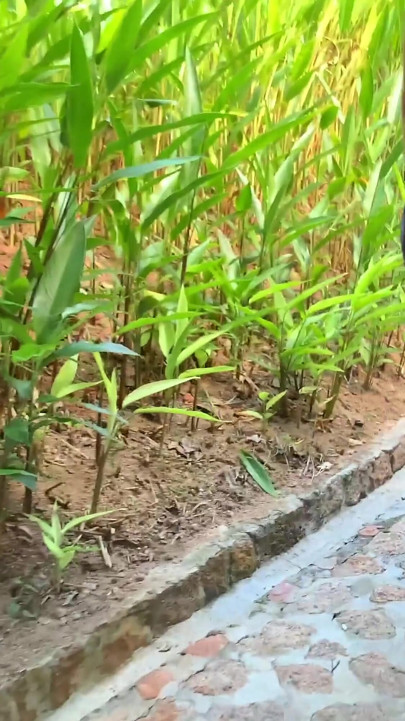 Honeymoon bride fucked in paradise