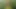 Tygra Blonde sissy eats a whole tasty cucumber in woods.
