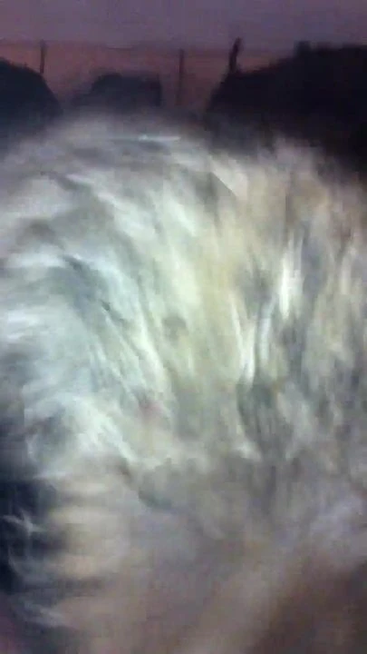 me jerking of in an woman colleague her fur collar