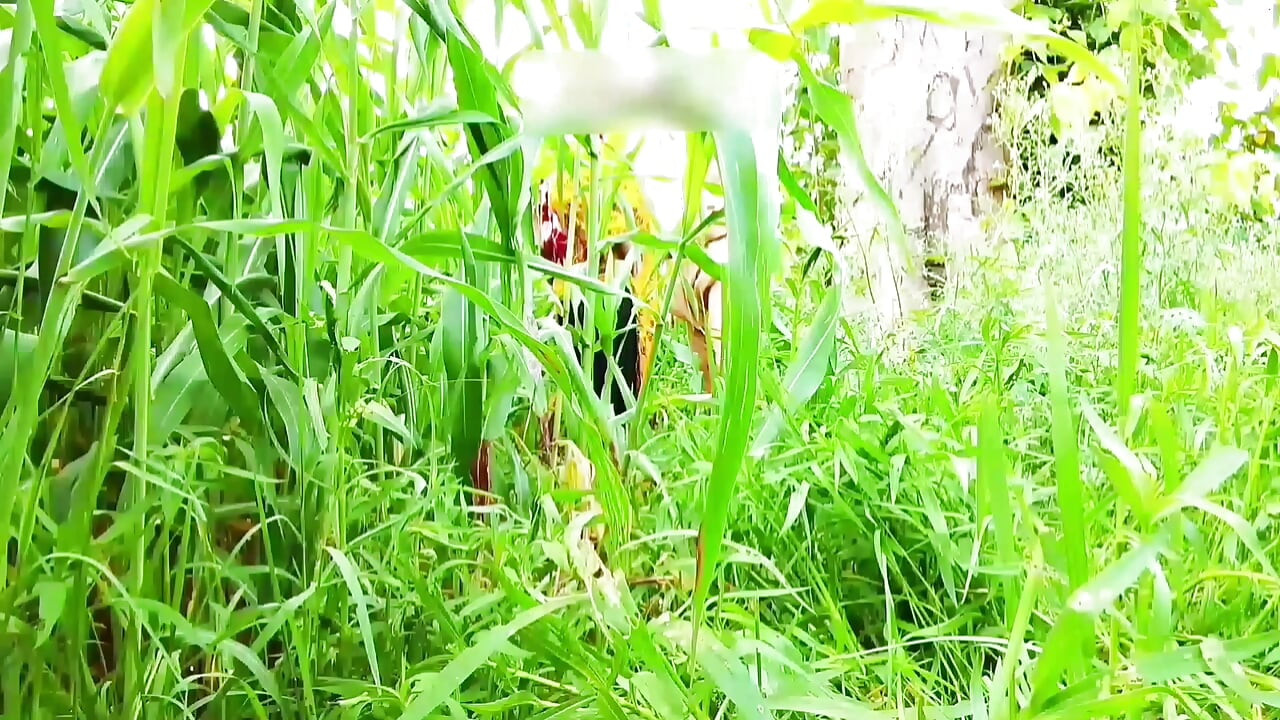 kheton mein Barish ka mausam bahut badi gand upar se naram li to maja a Gaya doggy style upar bataya to pani Nikal Gaya