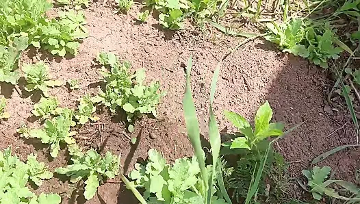 Киска писает грязную грязную для ухода за мусором
