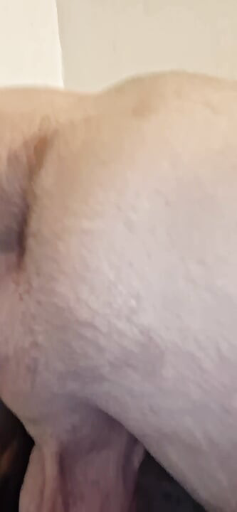 Latino Slut Loves To Swing His Big Cock Around