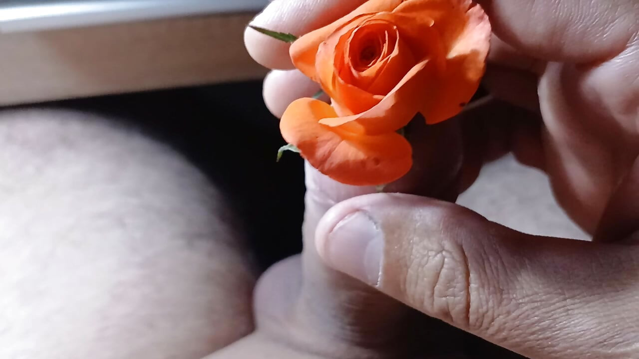 Wild rose so beautiful...