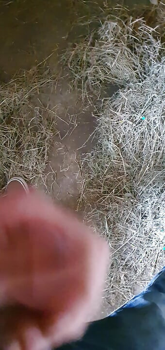 In the horse stable jerking off