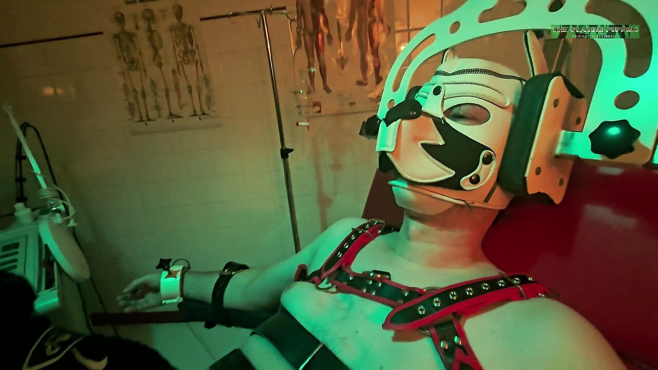 Playing Puppies the Second Examination