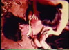 Pratinjau video