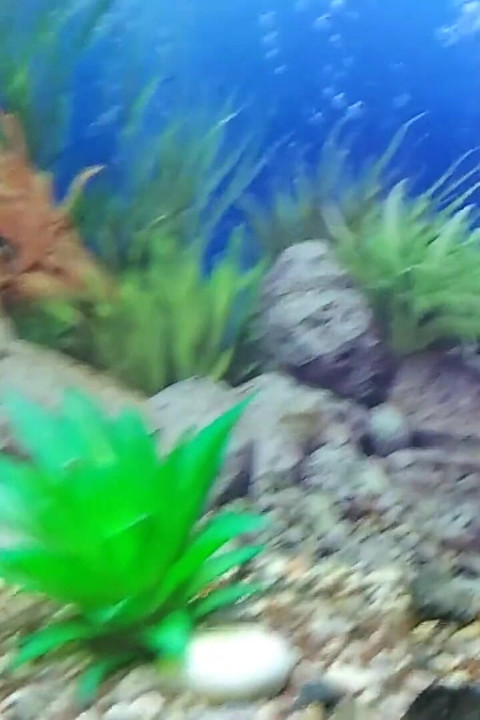 Stepdaddy's Stepson Masturbates His Big Fat Cock in Front of His Precious Aquarium!