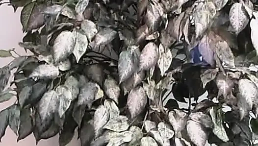 Heiße College-Beichte: Intensive Leidenschaft