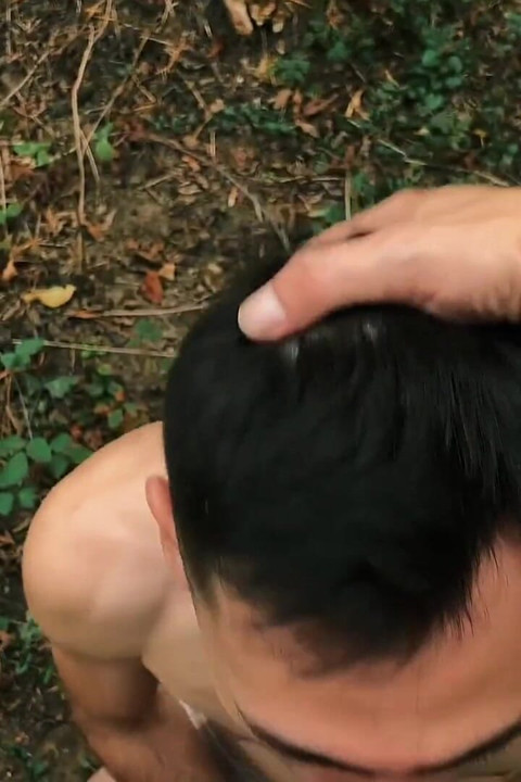 Forest Cruising