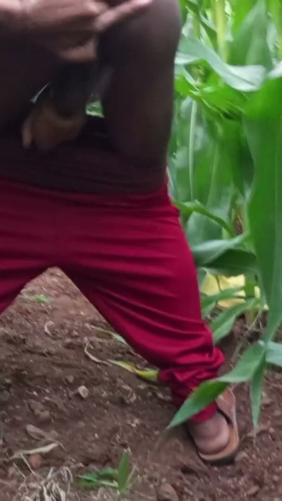 College Desi eunuch has a lot of fun in the corn cob field at dusk | Clip 1
