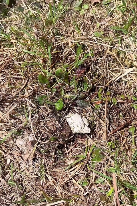 Pee on the Ground Near Truck Wheel