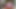 Payton Thomas Titty fucks Dildo