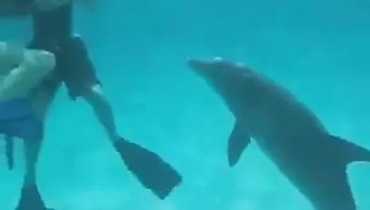 与活泼的海豚一起游泳