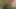 Damızlık sondaj Vietnam kedi! ten rengi çizgiler eşek!