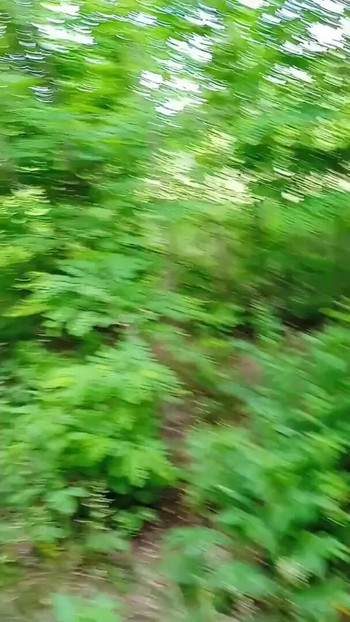 Key moment from "wank cruise. jerking off quickly in the woods until mom sees"