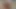 Dev kıçlı siyah civciv