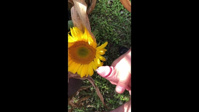 Here Comes The Sun